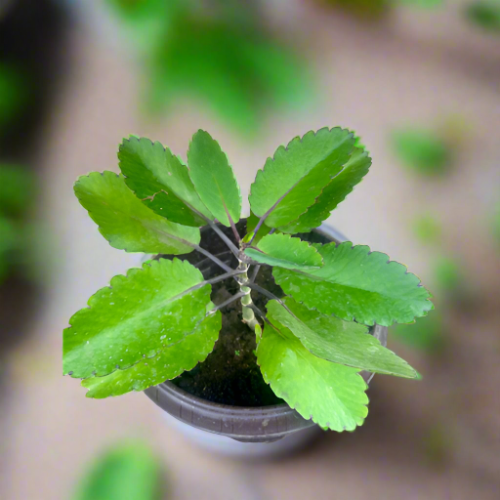 Potted Miracle Leaf (Life Plant) @HOG - Home Office Garden Online Marketplace