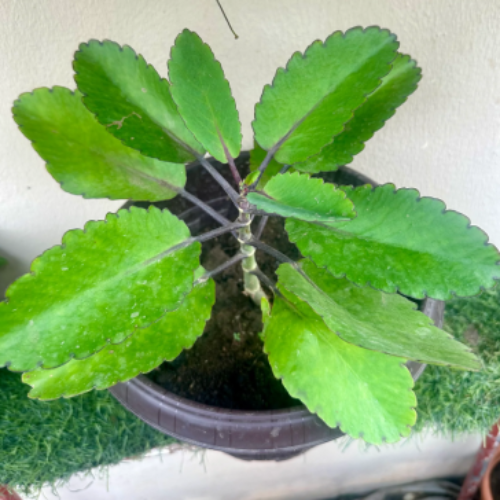 Potted Miracle Leaf (Life Plant) @HOG - Home Office Garden Online Marketplace