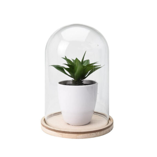 Glass Dome Display Bell Jar Flower | HOG-Home. Office. Garden online marketplace
