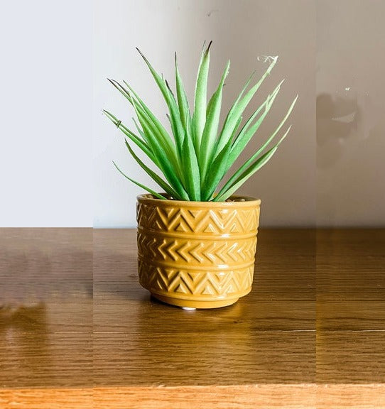 Spiky Succulent Plant in a Pot Home Office Garden | HOG-HomeOfficeGarden | online marketplace