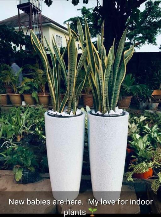 Konical Plastic Flower Pot - Big Home Office Garden | HOG-HomeOfficeGarden | online marketplace
