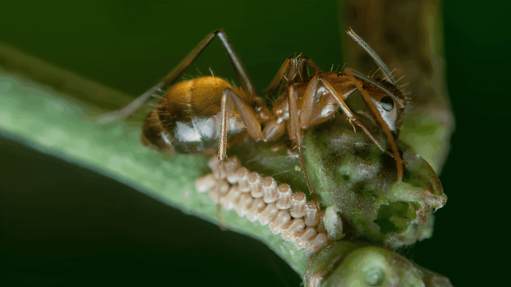 An informative visual comparing pest control and termite control methods, showing treatment tools and inspection processes used to protect homes from different types of infestations.