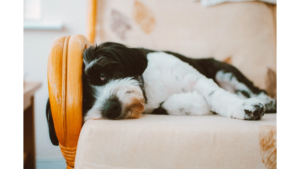 A stylish pet-friendly living room featuring durable sofa upholstery, easy-to-clean furniture, and a comfortable space designed for both pets and their owners.