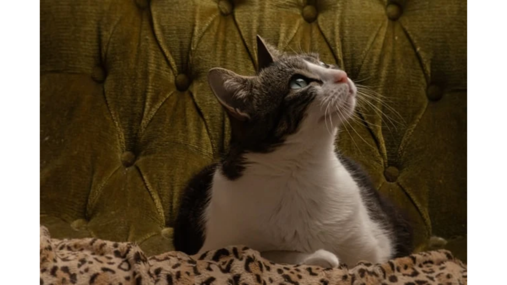 A stylish pet-friendly living room featuring a comfortable sofa, washable cushions, a cozy pet bed, and durable furniture designed for pets and their owners.
