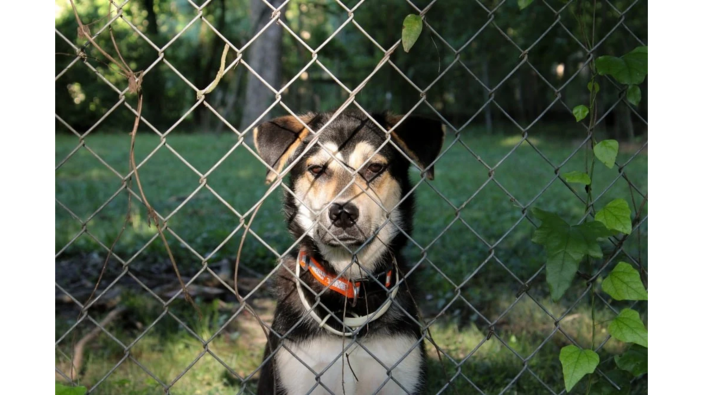 A DIY modular dog house made from durable panels, featuring a comfortable interior, removable sections, and a simple design suitable for outdoor or indoor use.